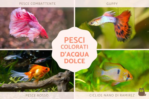 Pesci colorati d'acqua dolce