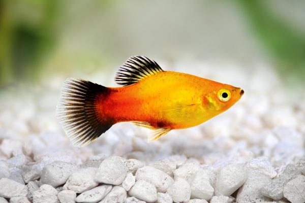 Pesci colorati d'acqua dolce - Platy (Xiphophorus maculatus)