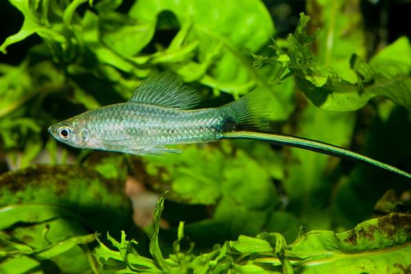 Pesci colorati d'acqua dolce - Portaspada (Xiphophorus hellerii)
