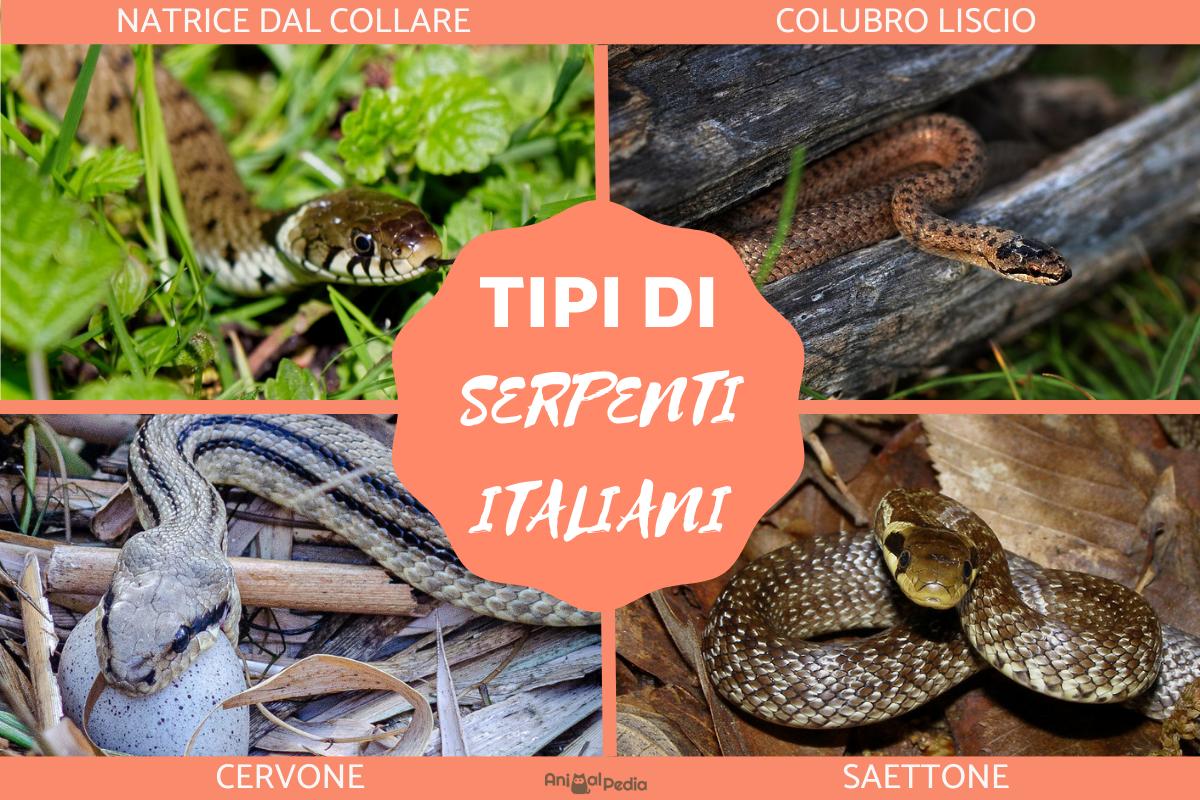 Tipi di serpenti italiani