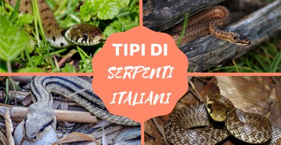 Tipi di serpenti italiani