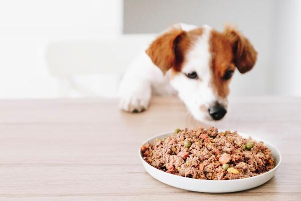 Combinare cibo casalingo e crocchette fa bene alla salute del cane? - Suggerimenti per iniziare una dieta casalinga