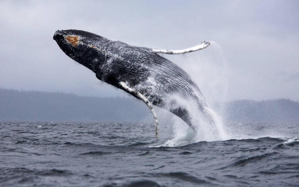 Cosa mangia la balenottera azzurra? - Come mangia la balena?