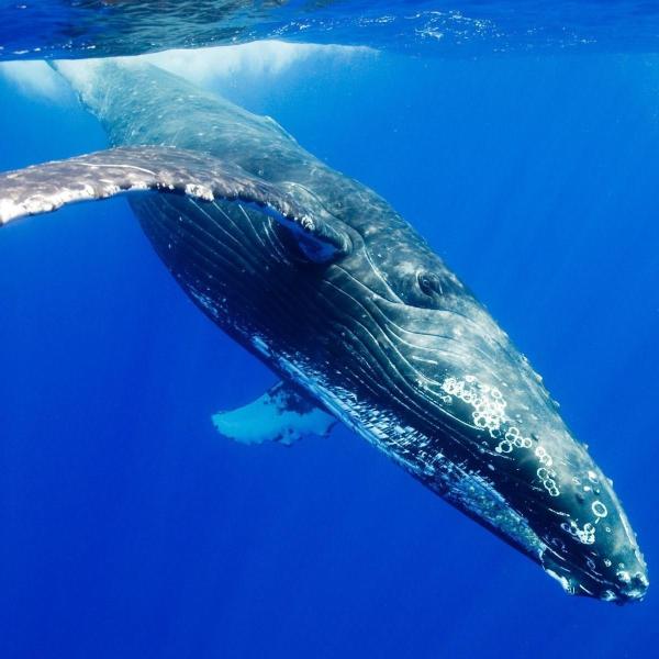 Cosa mangia la balenottera azzurra?