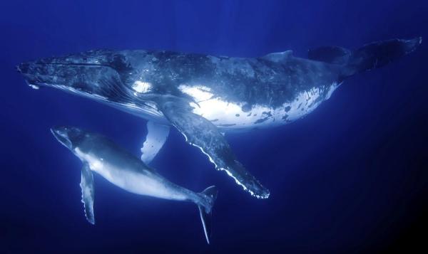 Cosa mangia la balenottera azzurra? - Cosa mangiano i cuccioli della balena?