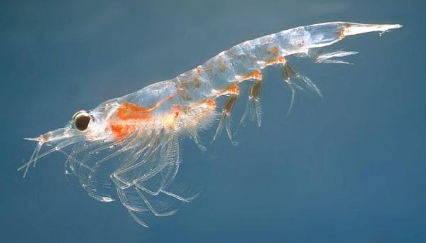 Cosa mangia la balenottera azzurra? - L'alimentazione della balenottera azzurra
