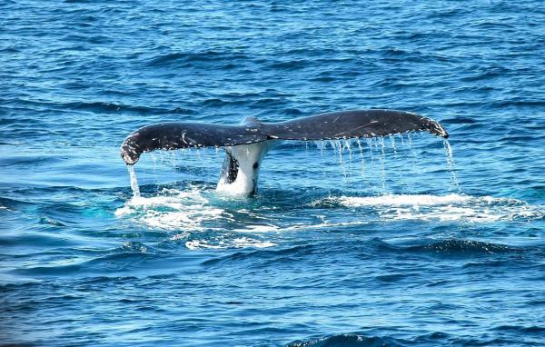Cosa mangia la balenottera azzurra? - La caccia alle balene