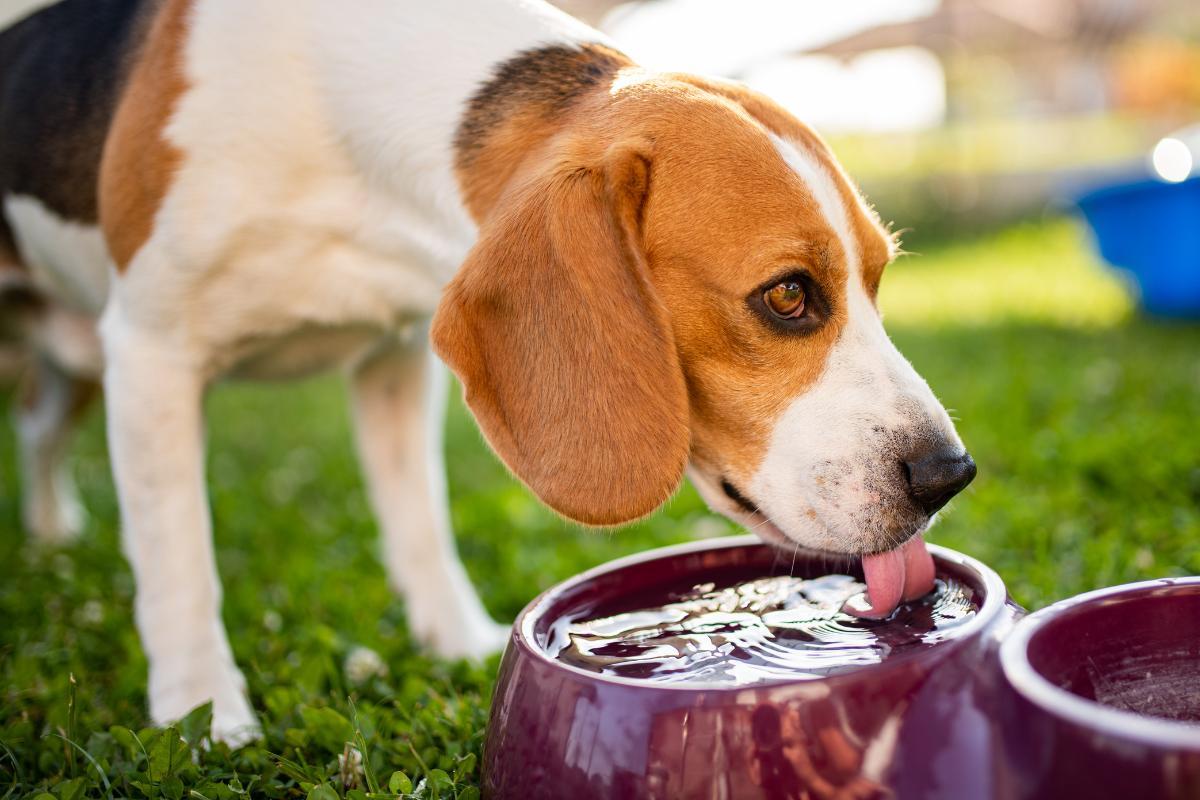 Perché il cane beve tanto e fa tanta pipì