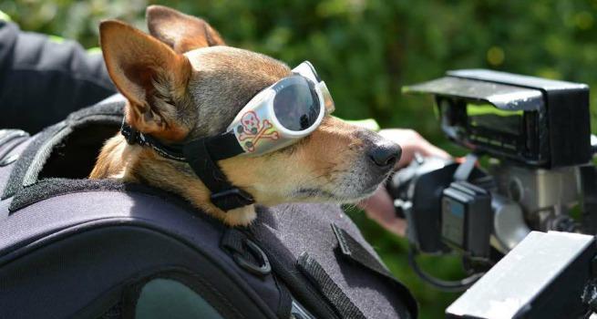 Zaino trasporto cane moto best sale