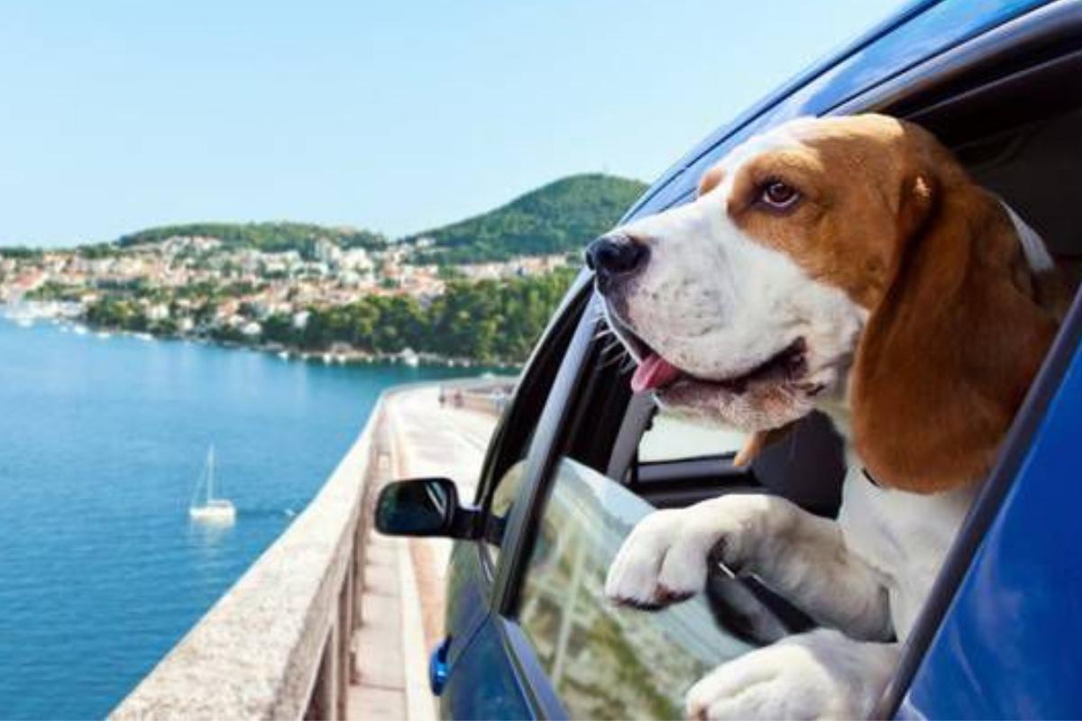 Nomi di Paesi per cani