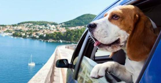 Nomi di Paesi per cani