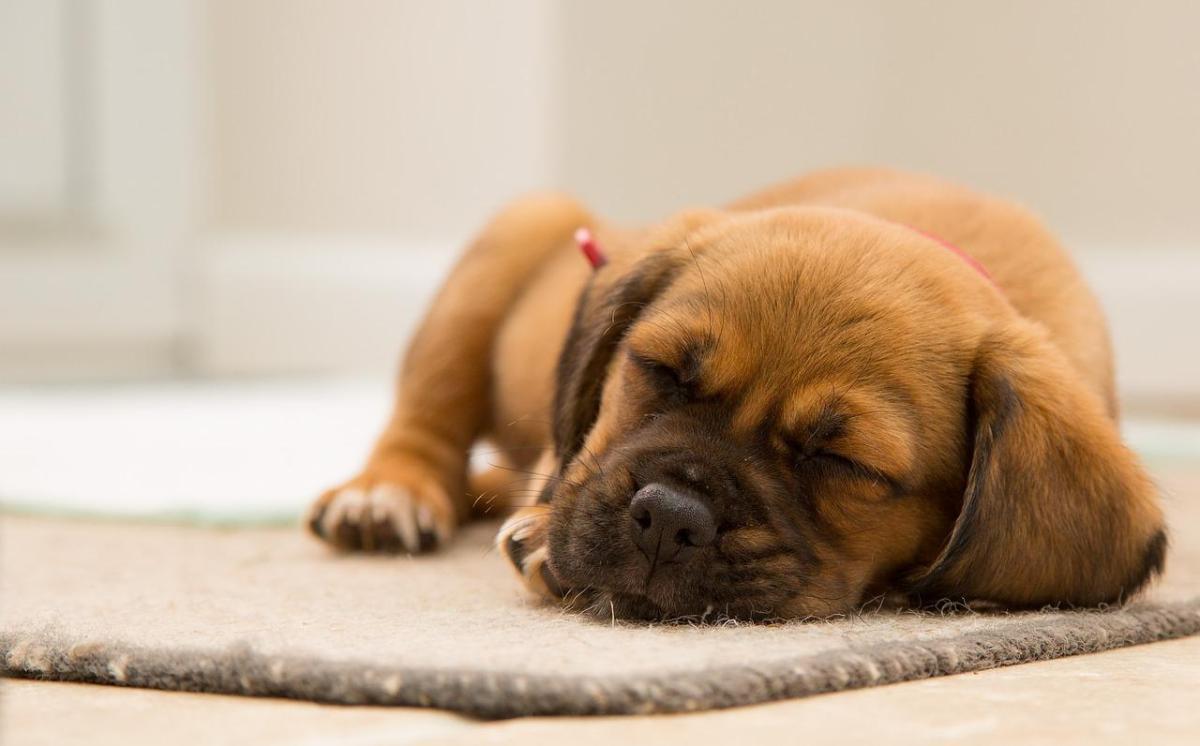 Come far dormire un cane