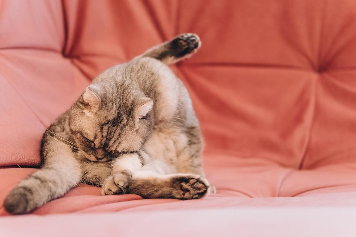Perché il gatto striscia il sedere per terra