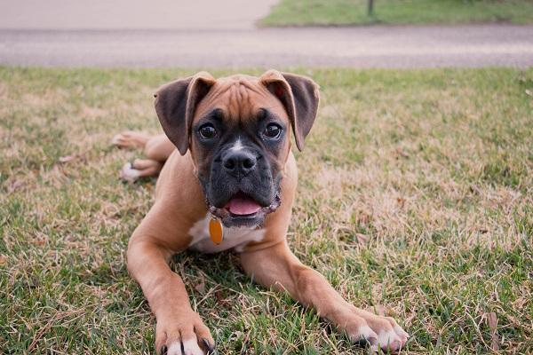 Se ho il giardino, devo portare fuori il cane?