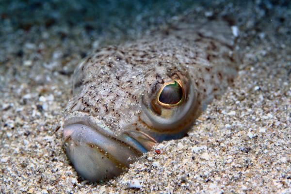 Dove si trova la tracina? - Habitat della tracina