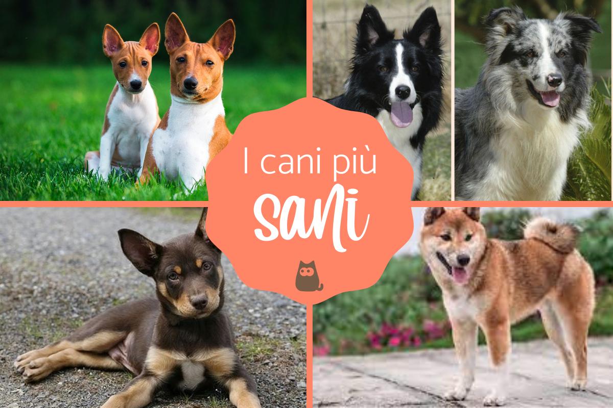 Razze di cani più sane