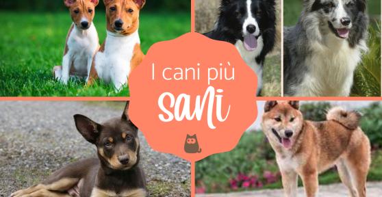 Razze di cani più sane