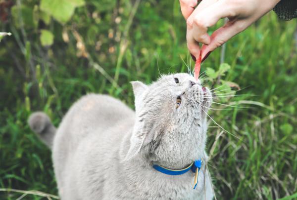 I gatti possono mangiare l'anguria? - Come dare l'anguria a un gatto?