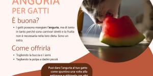 I gatti possono mangiare l'anguria?