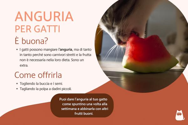 I gatti possono mangiare l'anguria?