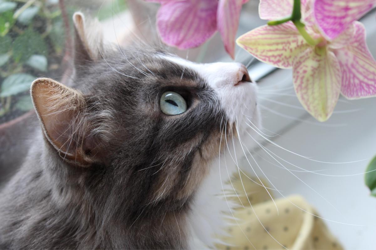 Olfatto dei gatti: come funziona e curiosità