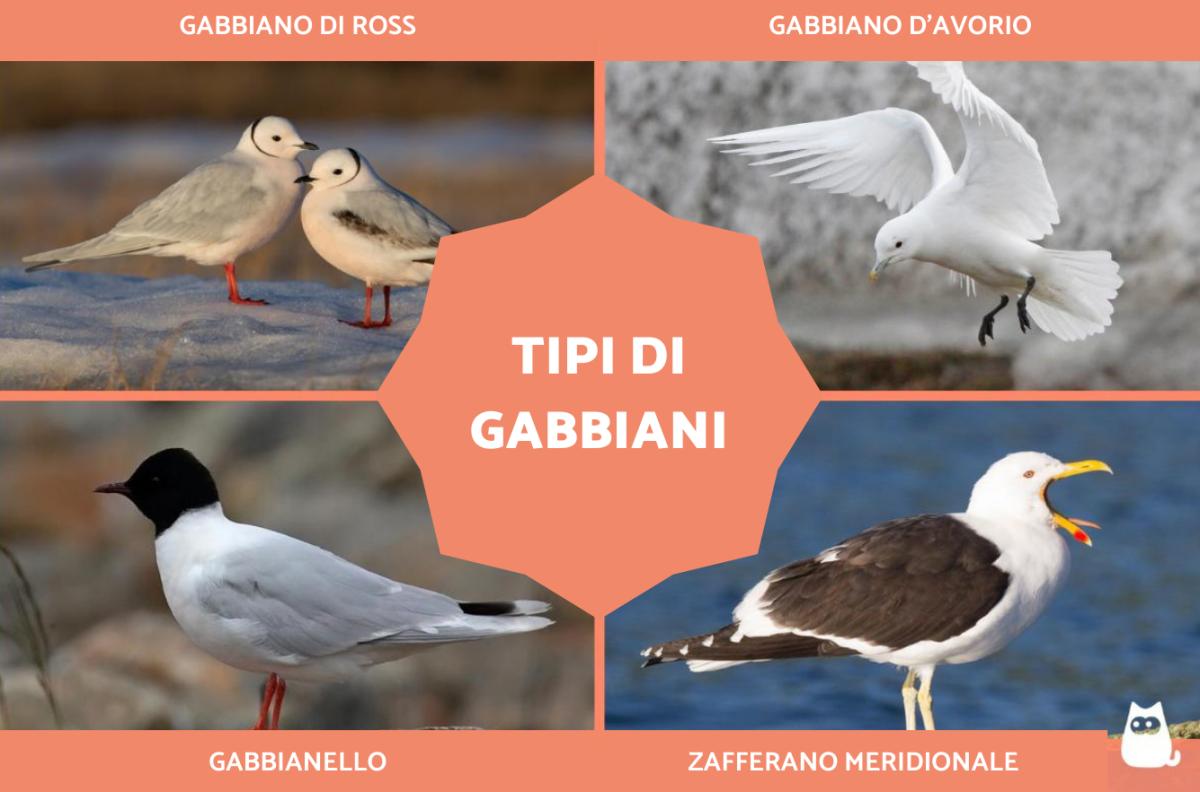 Tipi di gabbiani