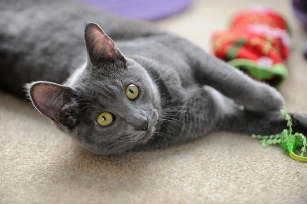 I 5 gatti più piccoli del mondo - 2. Korat