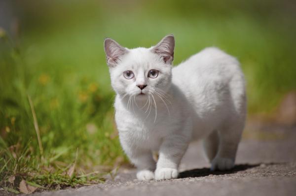 I 5 gatti più piccoli del mondo - 3. Munchkin