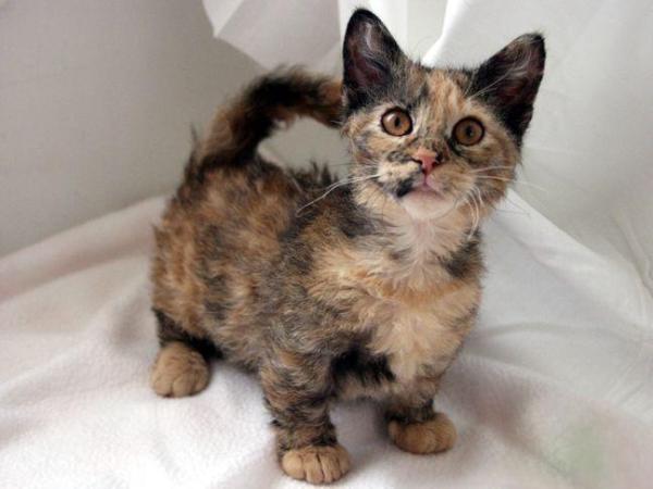 I 5 gatti più piccoli del mondo - 4. Skookum