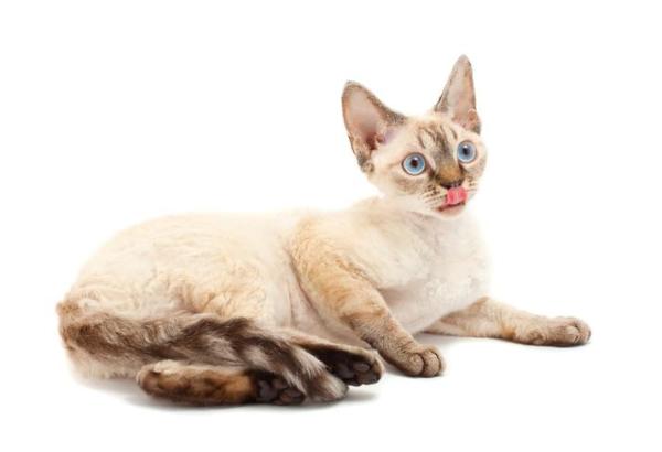 I 5 gatti più piccoli del mondo - 5. Devon Rex