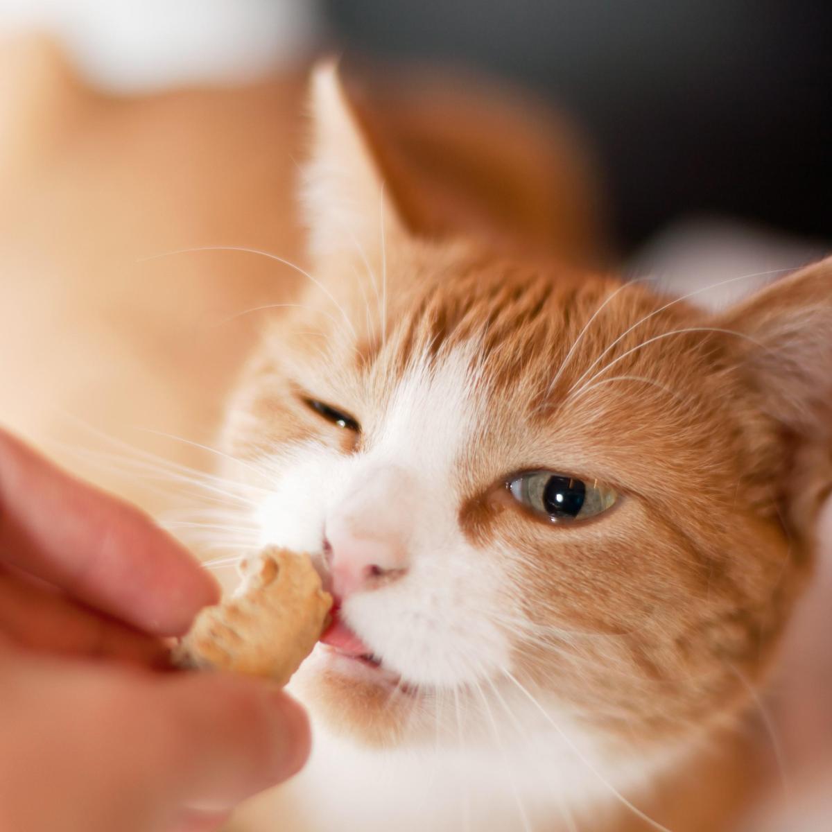 Bocconcini per gatti fatti in casa: 3 ricette