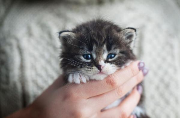 I 5 gatti più piccoli del mondo