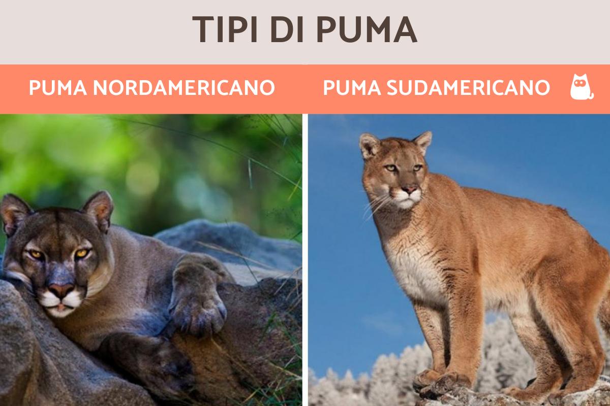 Tipi di puma: Caratteristiche e curiosità