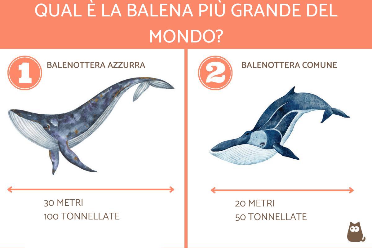 Qual è la lunghezza della balena più grande del mondo?