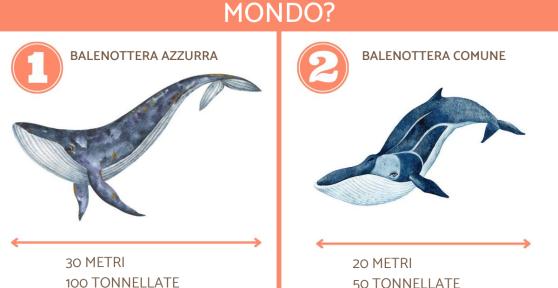 Qual è la lunghezza della balena più grande del mondo?