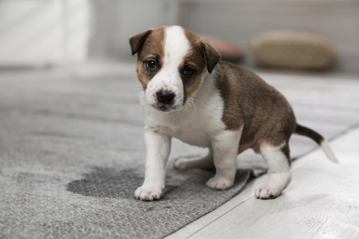 Il mio cane è incontinente quando dorme: cause e soluzioni