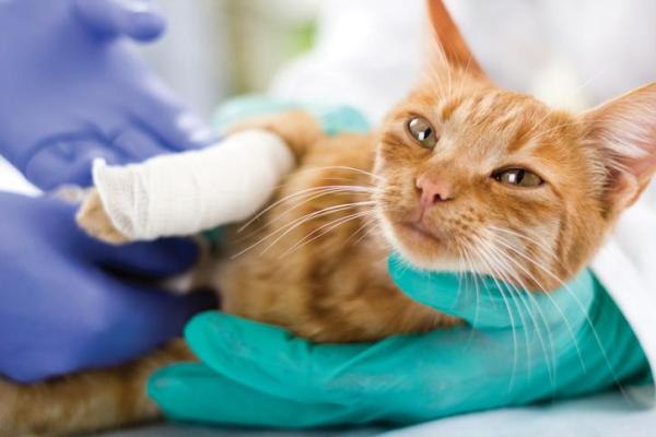 Rimedi naturali per curare le ferite dei gatti
