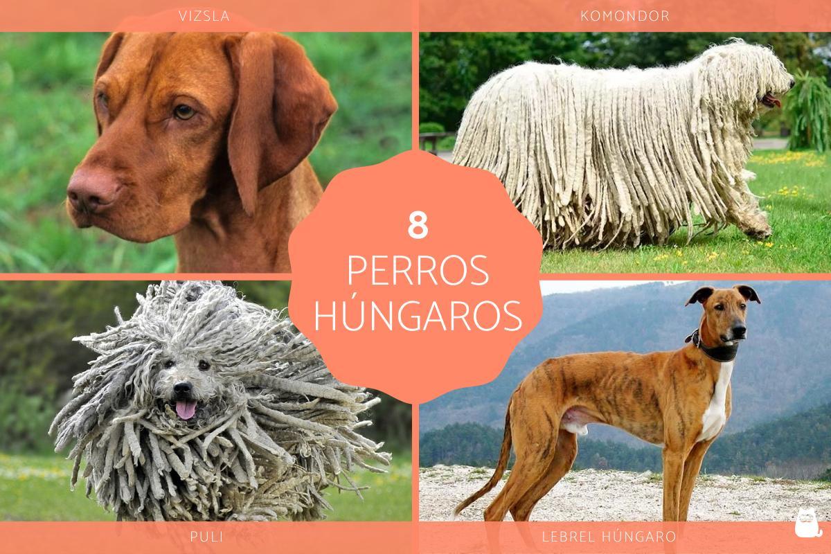 Razze di cani ungheresi