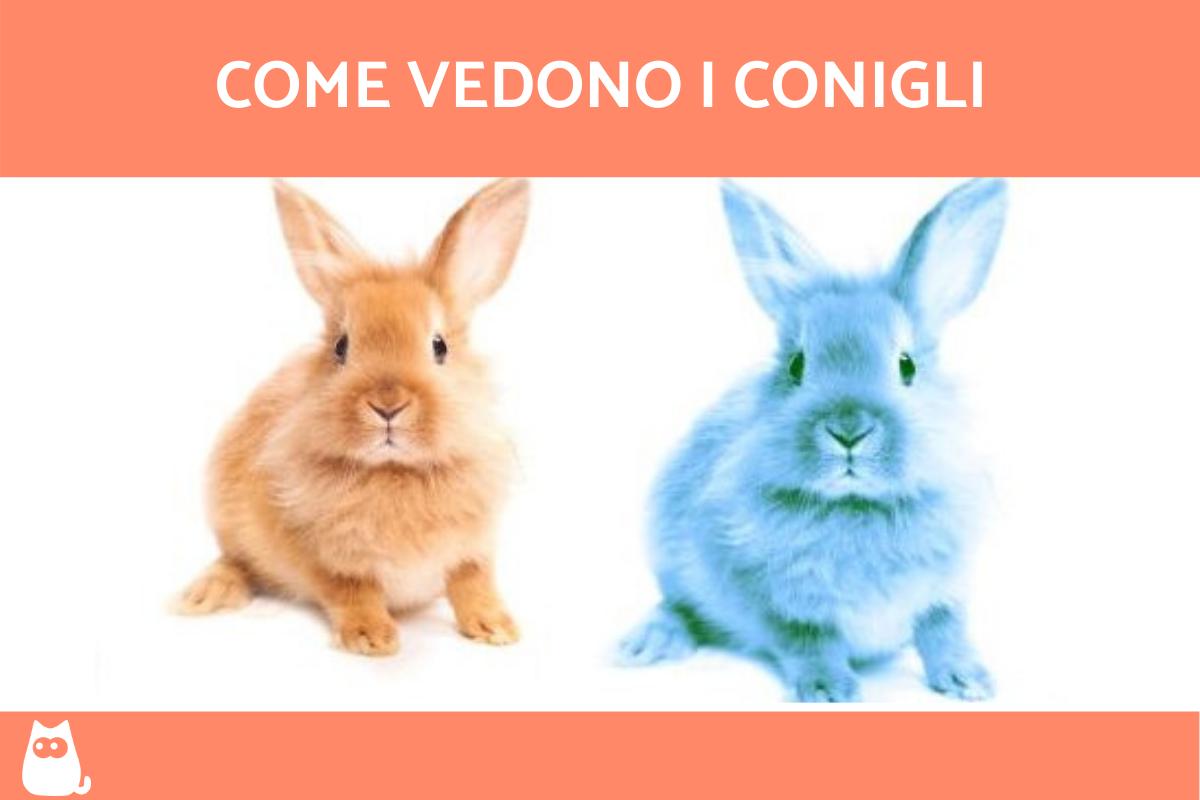 Come vedono i conigli?