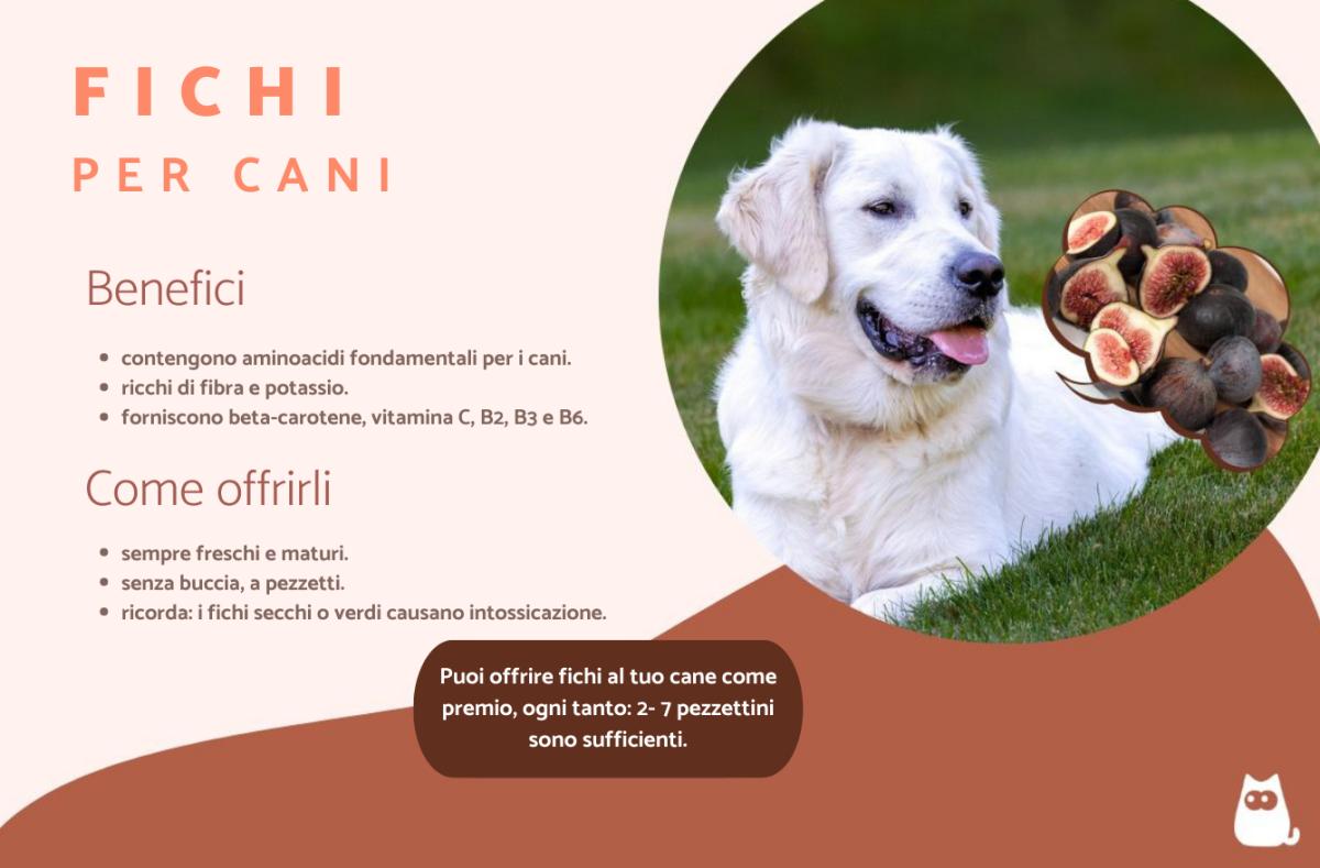 I cani possono mangiare i fichi?