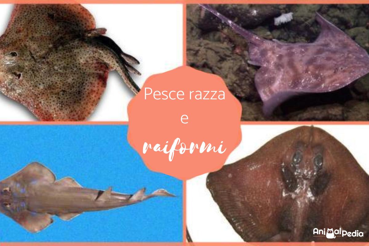 Pesce razza e raiformi: Caratteristiche, tipi e tassonomia