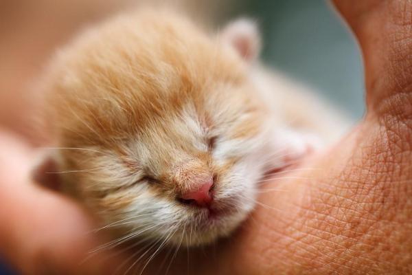Quando aprono gli occhi i gattini appena nati?
