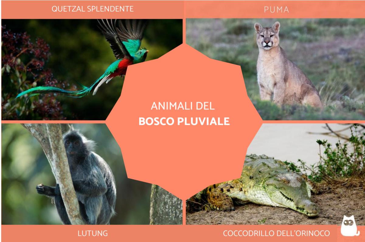 Animali della foresta pluviale