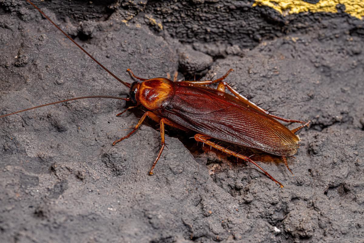 Le blatte mordono o pungono?