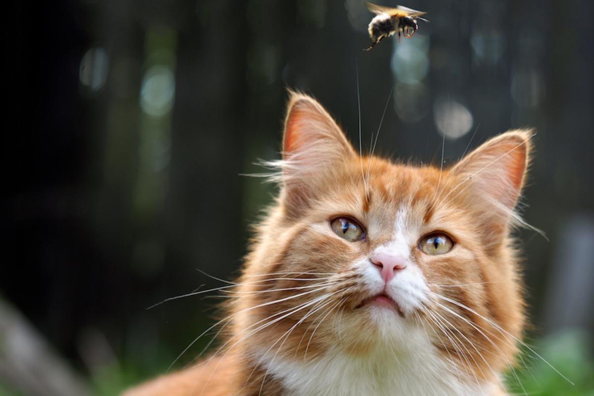 Puntura d'ape nel gatto
