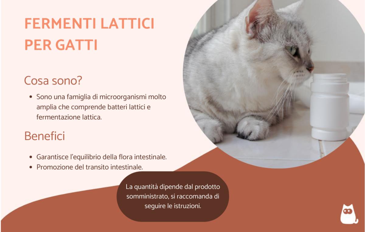 Fermenti lattici per gatti