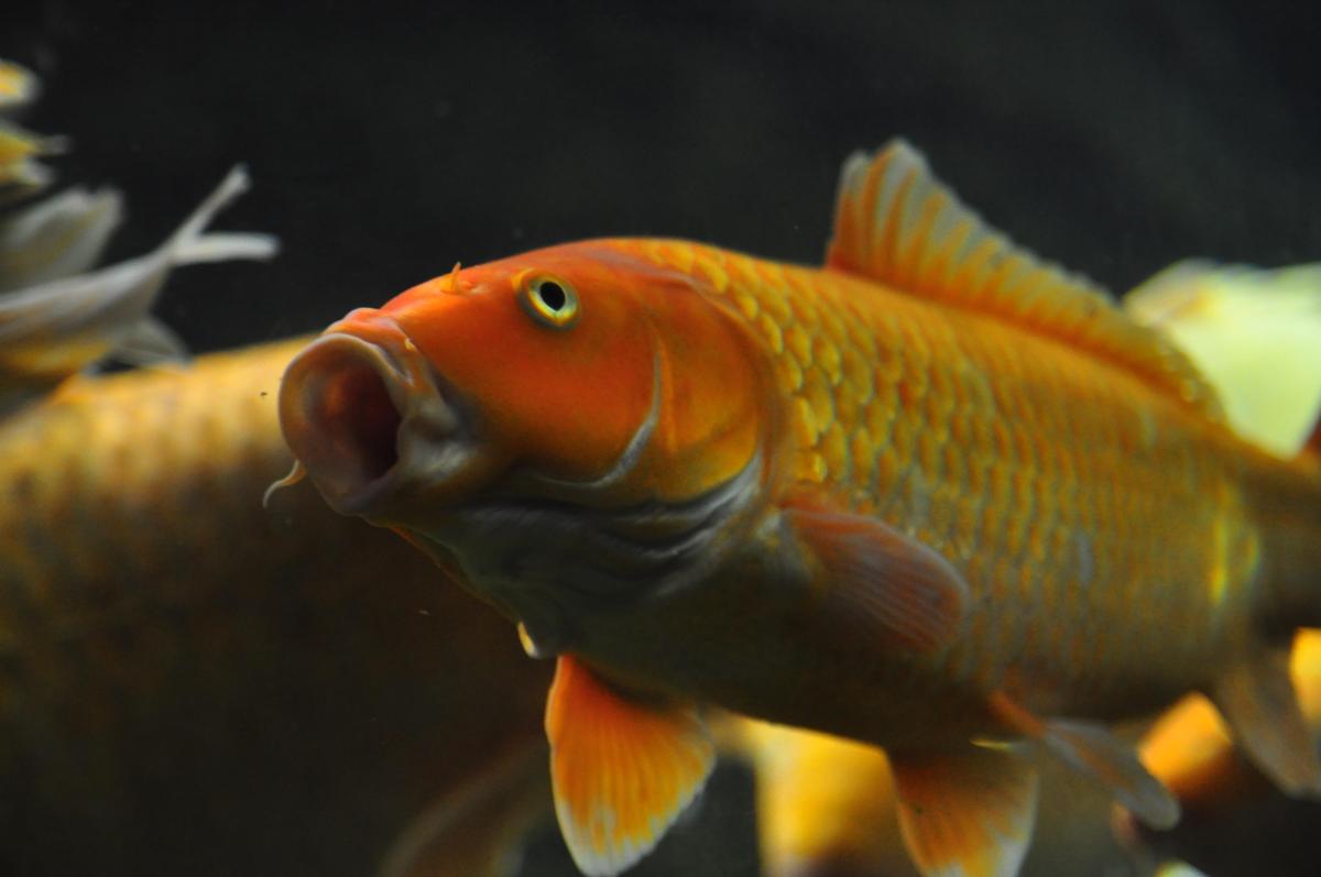 Perché il pesce d'acqua dolce muore nell'acqua salata?