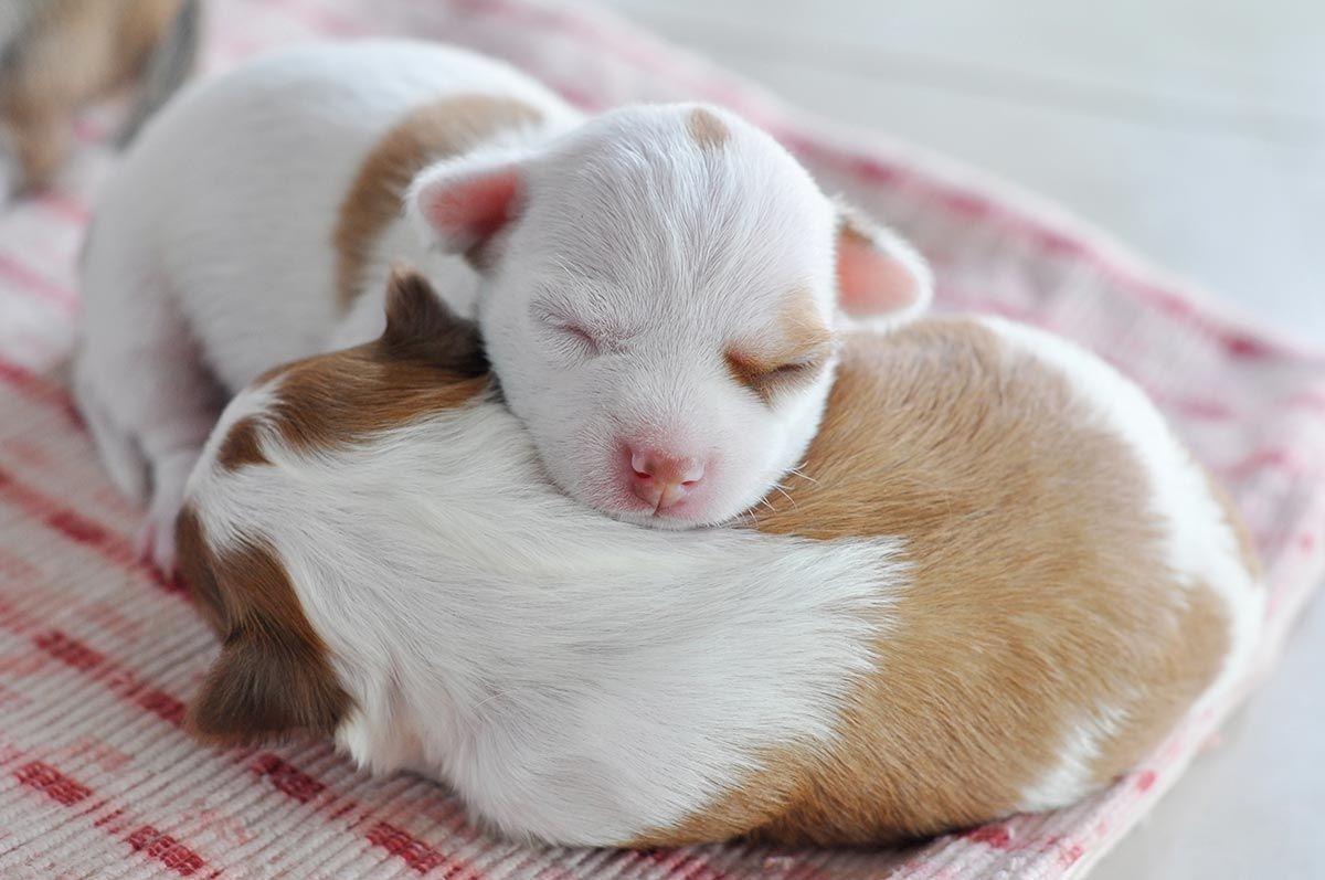 Perché muoiono i cuccioli appena nati?