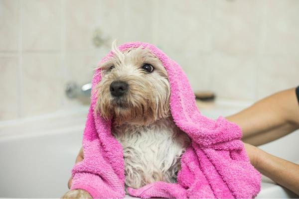Le pulci muoiono con l'acqua?