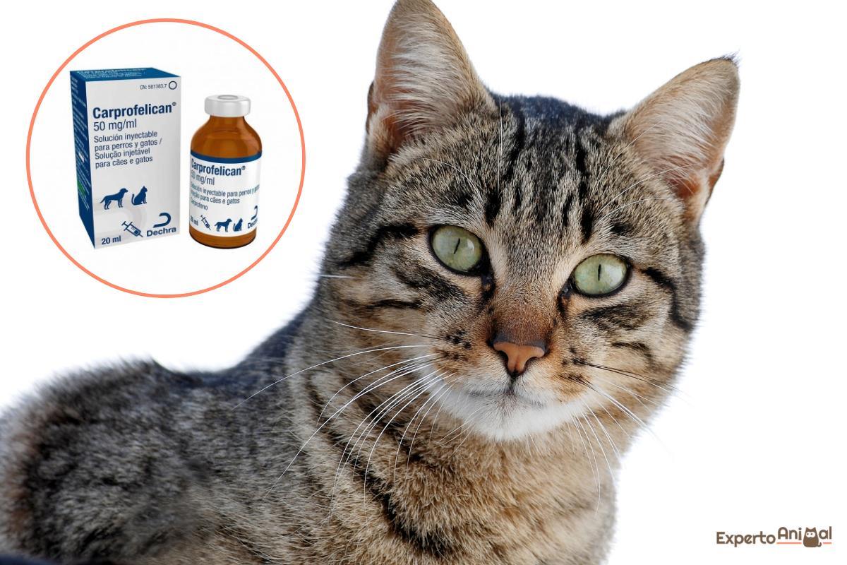 Carprofene per gatti: dosaggio e usi